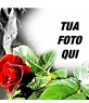 Cornice foto rosa rossa