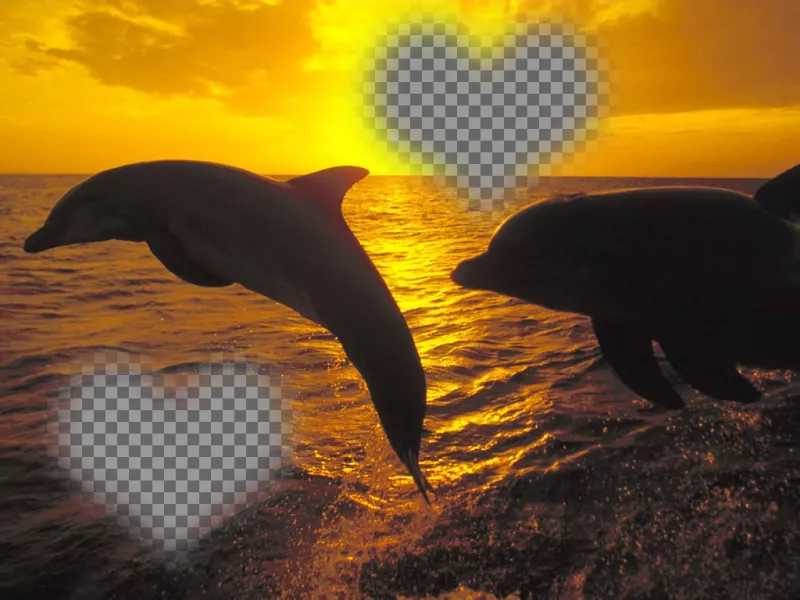 Collage per due foto a forma di cuore e delfini che saltano. ..