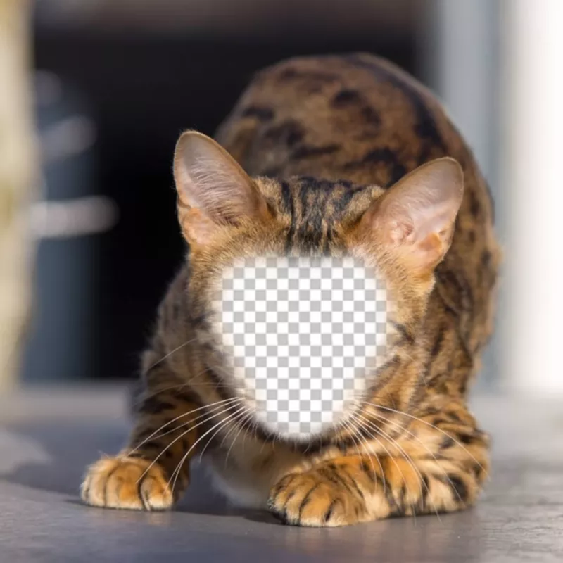 Fotomontaggio di un gatto selvatico per mettere la vostra faccia e diventare un ..