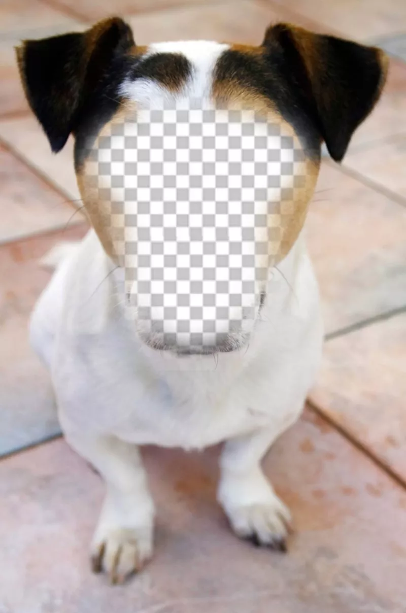 Fotomontaggio di un cane in cui è possibile inserire il vostro viso e gratis ..