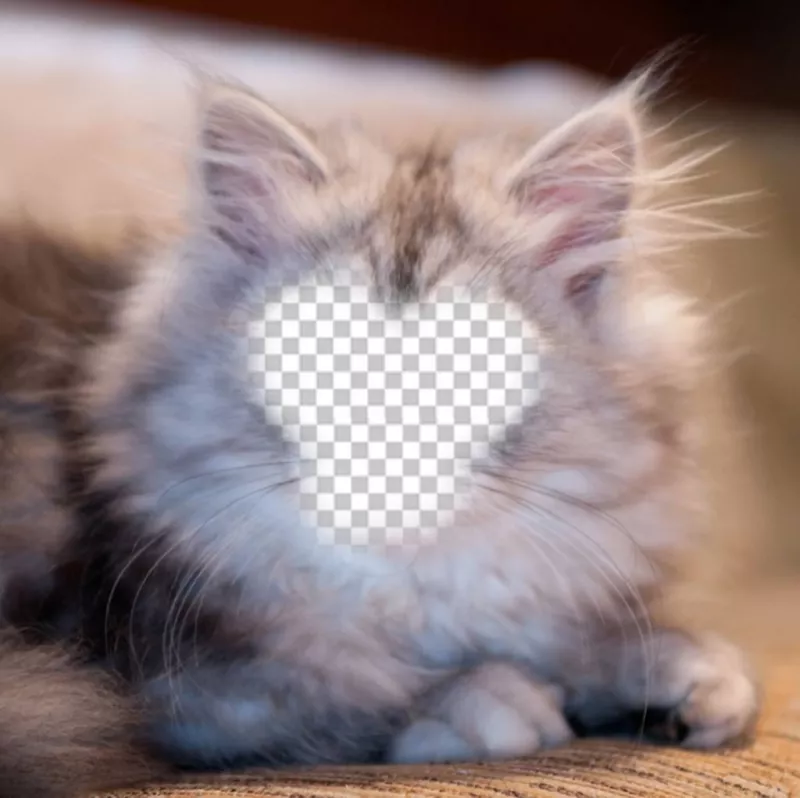 Fotomontaggio per diventare un gatto persiano bianco e grigio con la tua foto ..