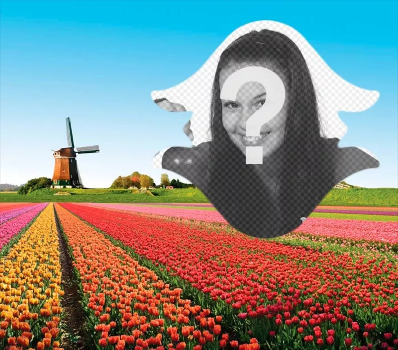 Cartolina dOlanda con i tulipani ..