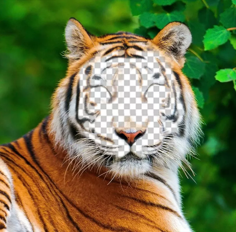 Fotomontaggio di una tigre per caricare la tua foto sul suo volto ..