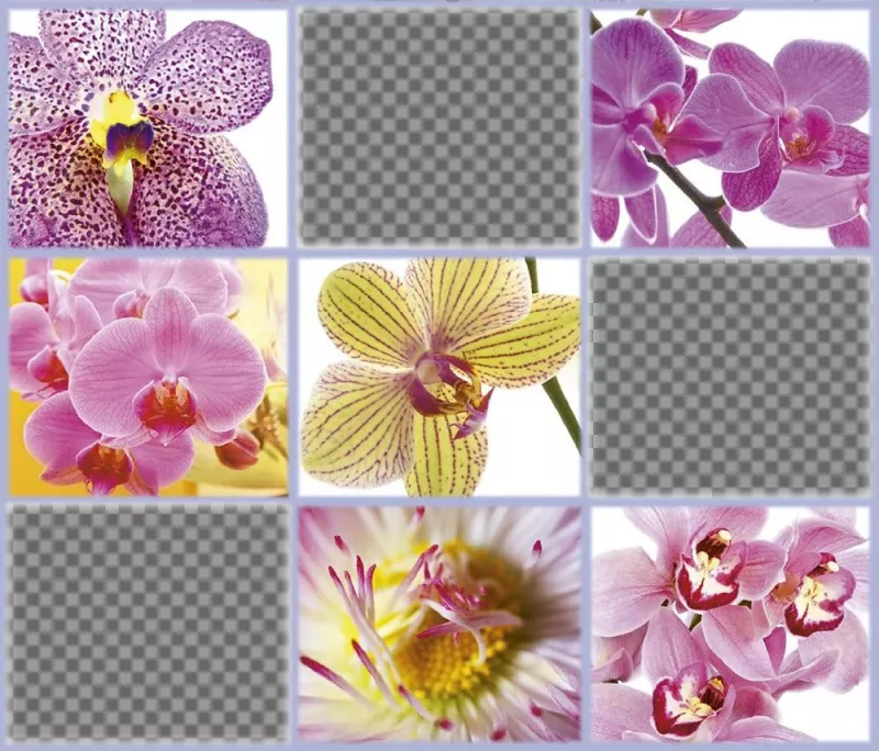 collage libero con bellissimi fiori per aggiungere tre delle vostre foto ..