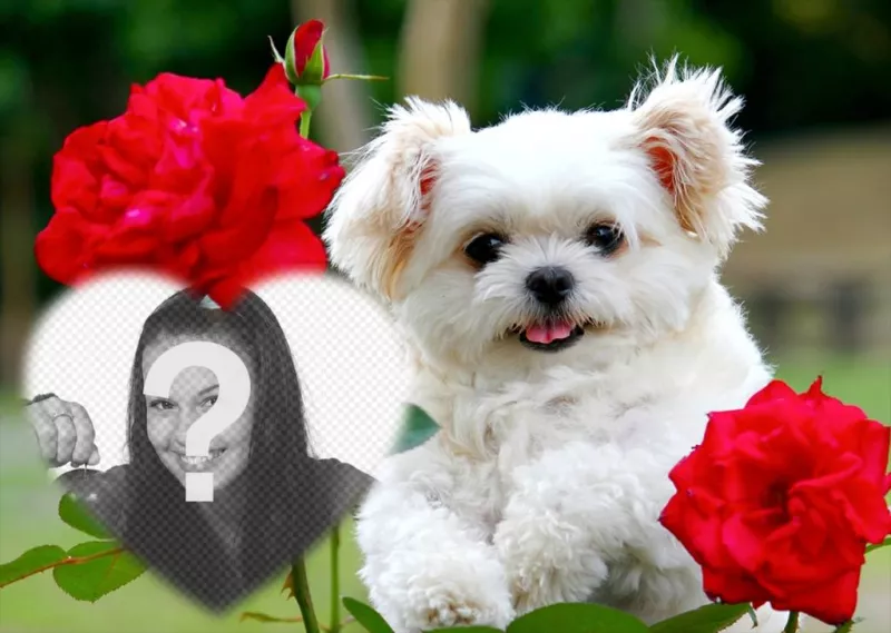 effetto libero di amore con un cucciolo carino e fiori rossi per aggiungere la foto ..