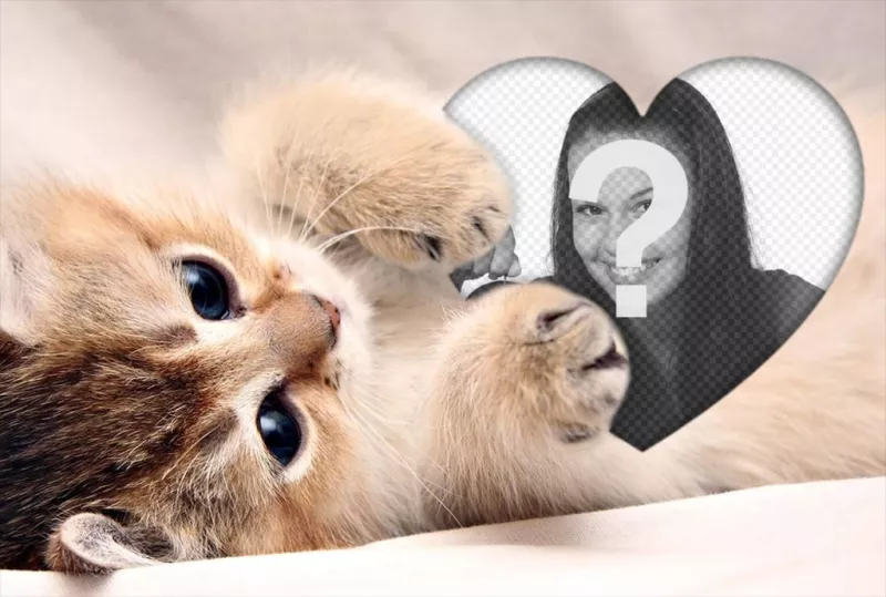 effetto sexy foto di un gattino che abbraccia un cuore aggiungere la foto ..