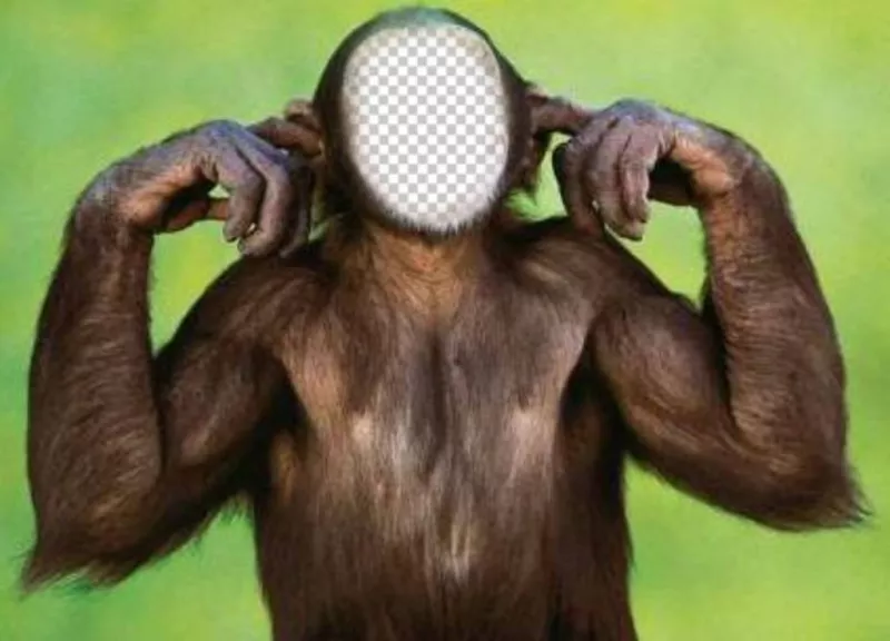 Fotomontaggio di scimmia che non ascolta modificare con la tua foto ..