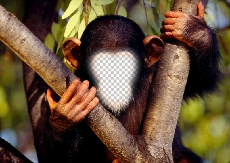 effetto divertente per mettere la vostra faccia di una scimmia in linea ..