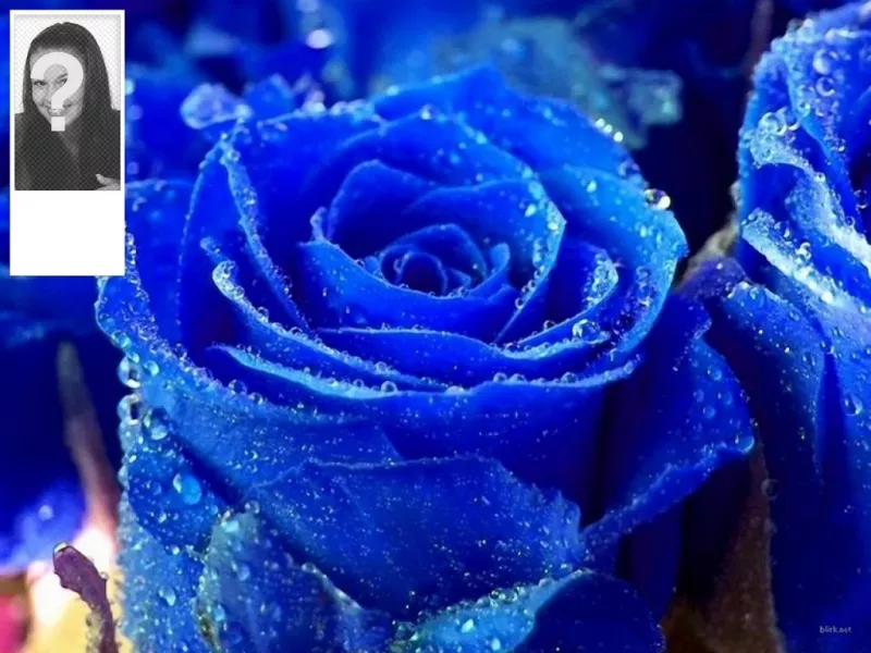 Personalizza il tuo profilo di Twitter a questo fondo per la Blue Rose Twitter e la tua foto sul..