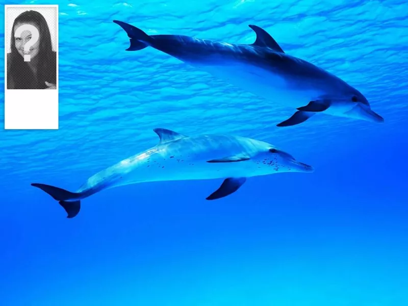 Twitter fondo di un oceano con i delfini, personalizzabile con la tua..