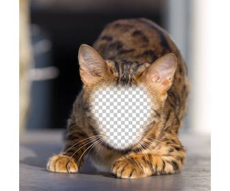 fotomontaggio di un gatto selvatico per mettere vostra faccia e diventare un