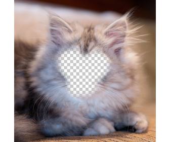 fotomontaggio per diventare un gatto persiano bianco e grigio tua foto