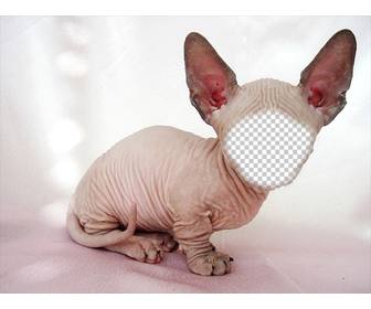 fotomontaggio di un gatto sphynx calva le grandi orecchie dove puo mettere vostra faccia