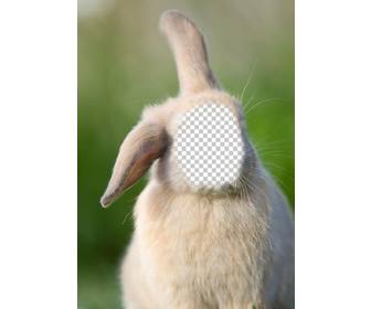 fotomontaggio in linea tua faccia sul corpo di un coniglio