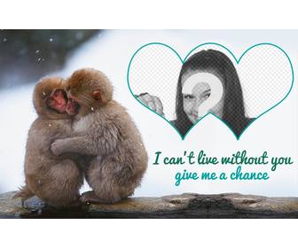 collage due piccole scimmie