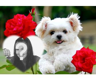 effetto libero di amore un cucciolo carino e fiori rossi per aggiungere foto