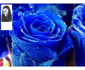 personalizza il tuo profilo di twitter questo fondo per blue rose twitter e tua foto sul lato