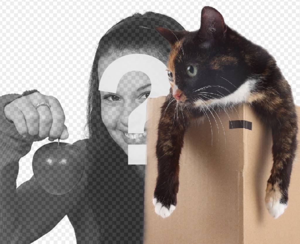 Fotomontaggio di mettere un gattino in una scatola in una delle vostre..