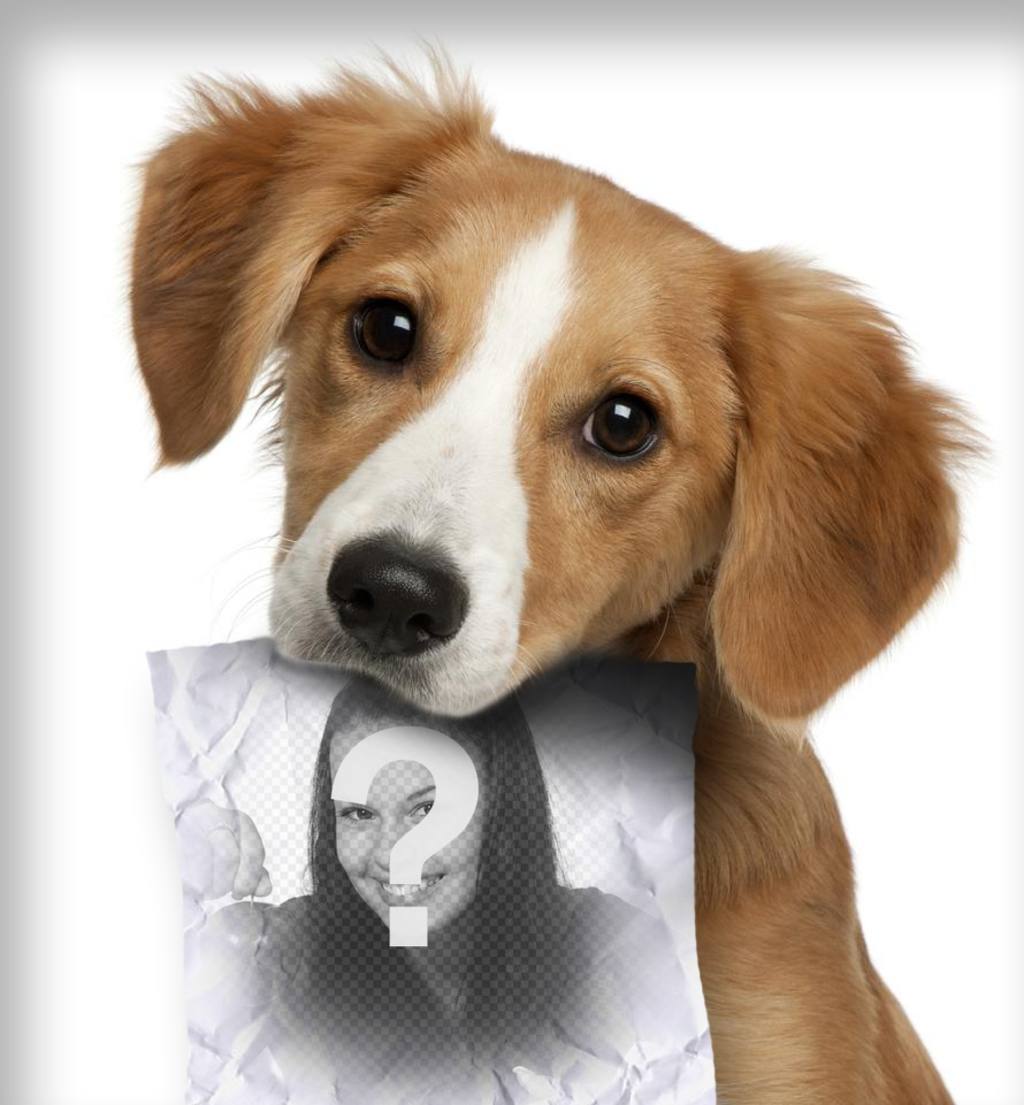 Fotomontaggio con cucciolo triste che cerca il suo proprietario che ha un ruolo nella bocca dove si può caricare una..