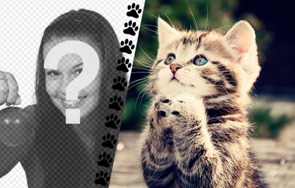 Creare un collage con gattino divertente che chiede qualcosa e una foto di voi a sinistra, con una striscia di zampette..