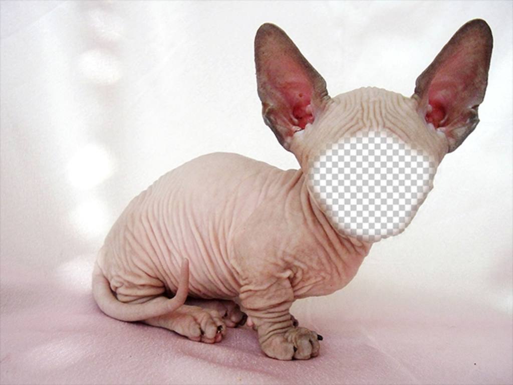 Fotomontaggio di un gatto Sphynx calva con le grandi orecchie dove si può mettere la vostra faccia ..