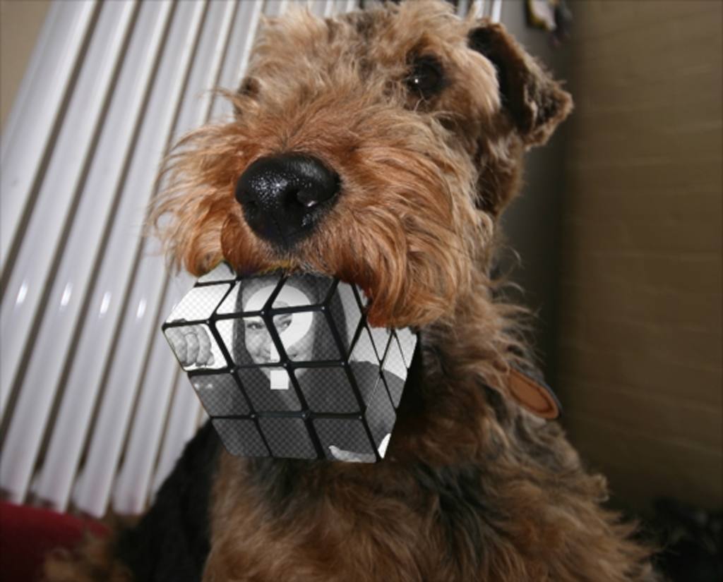 Fotomontaggio cubo di Rubik morso da un cane. Carica una foto e fare questo..
