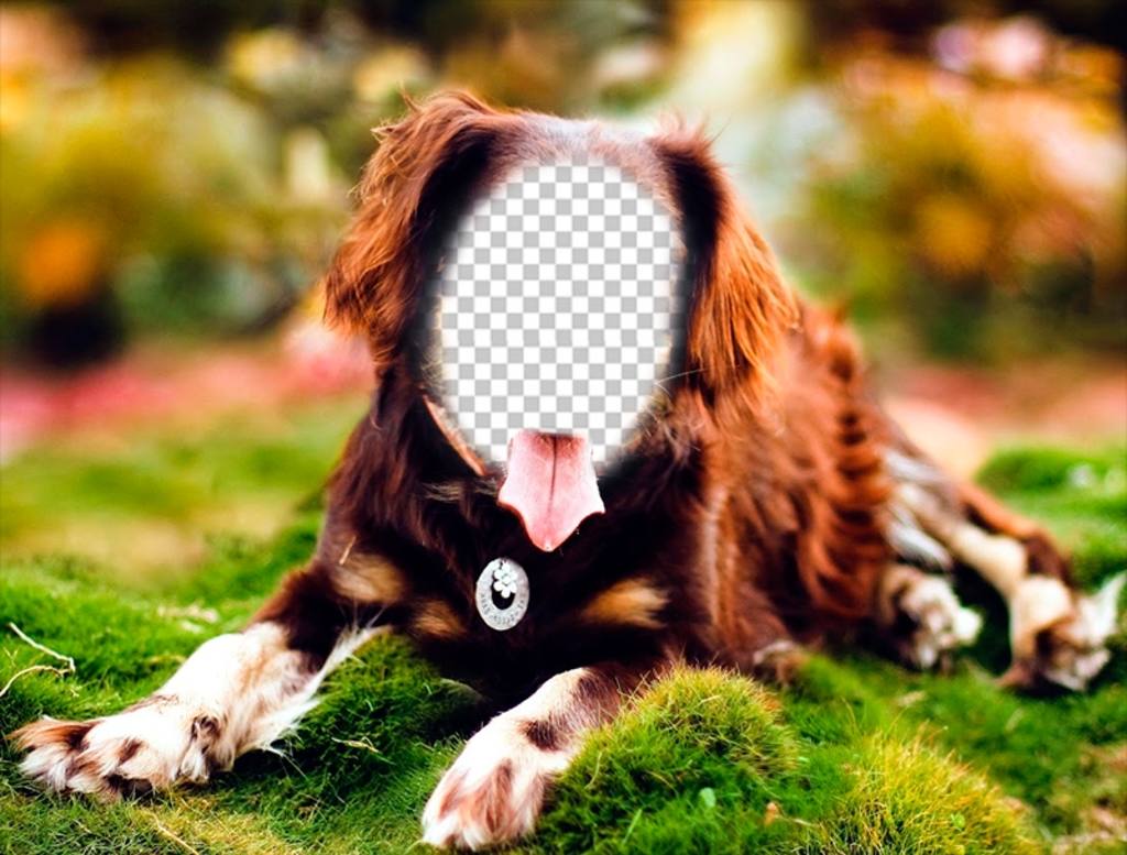 Metti la tua faccia su un cane che propone con questo fotomontaggio in linea ..