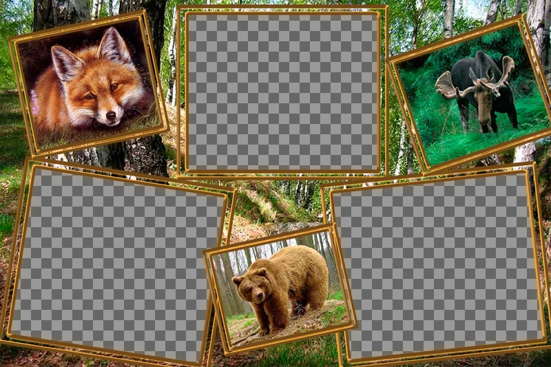 Collage di animali per modificare con le tre foto di te stesso. ..