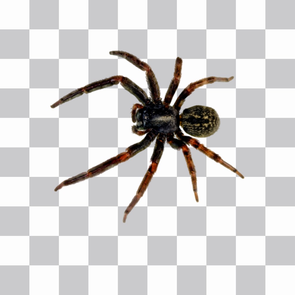 Fotomontaggio per mettere un ragno nelle foto con il nostro editor..