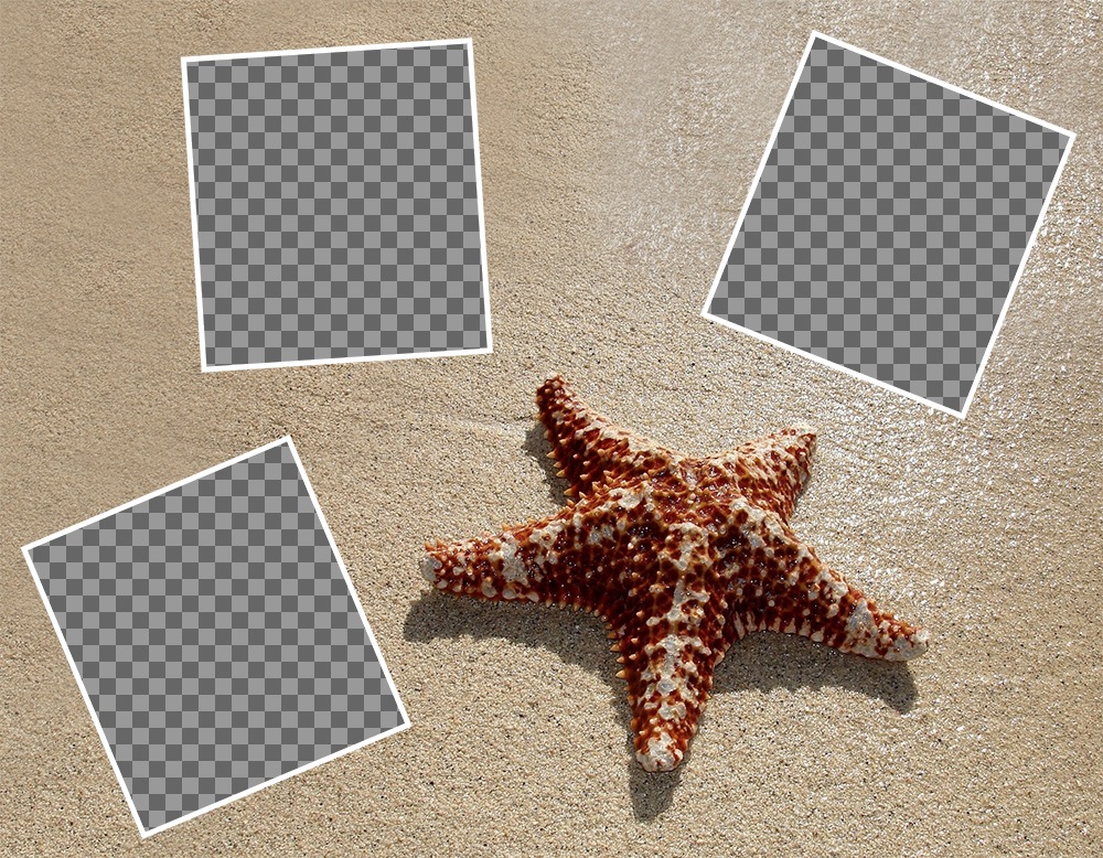 Collage per modificare con tre immagini con una stella marina e gratuitamente ..