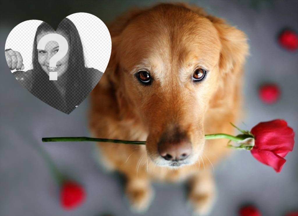 Romantico effetto foto con un cane e una rosa aggiungere la foto ..