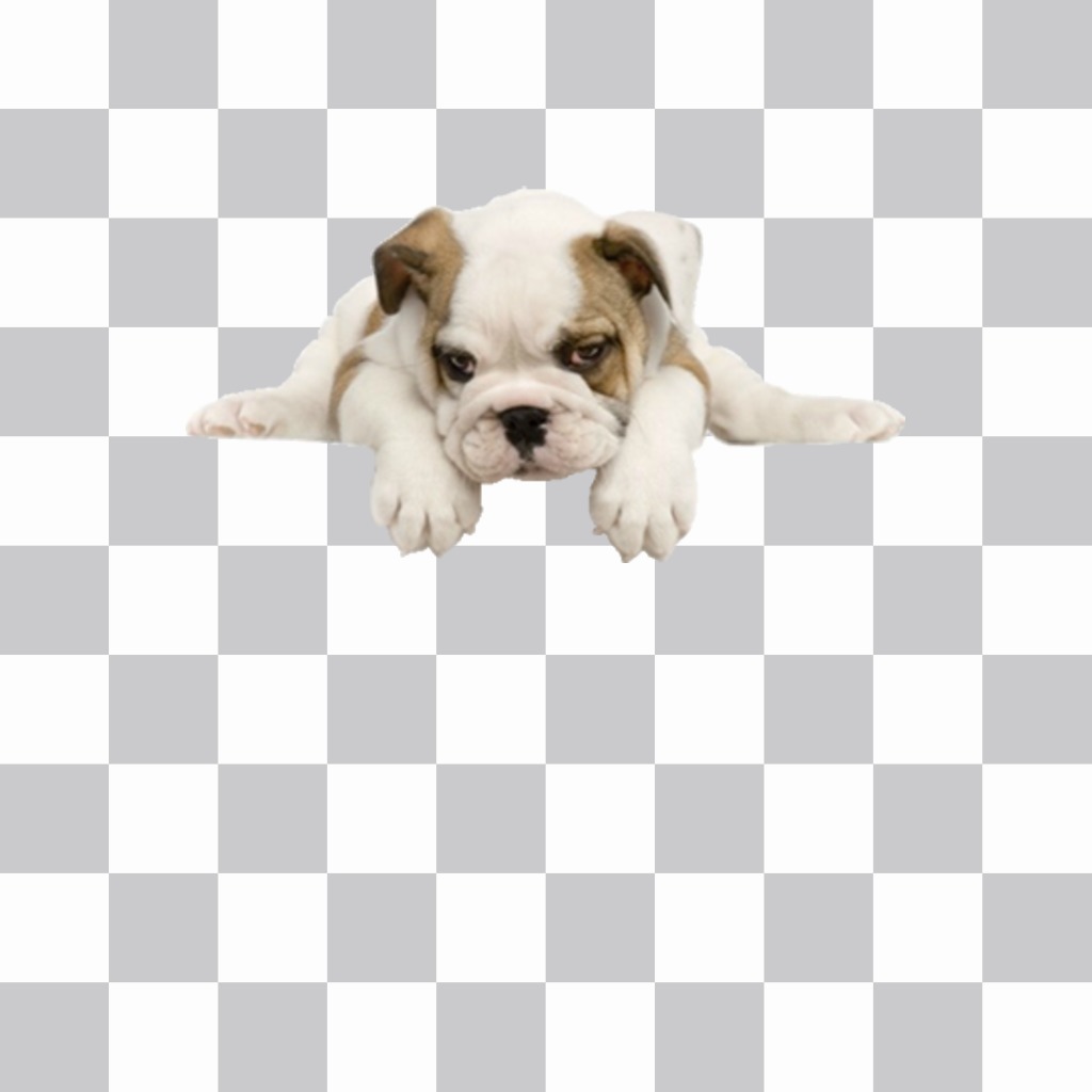Sticker di un cucciolo di cane toro che è possibile aggiungere nelle tue foto ..
