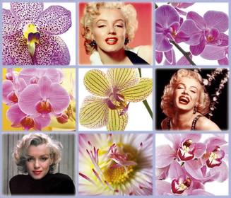 collage libero bellissimi fiori per aggiungere tre delle vostre foto