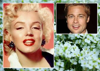 collage di due foto fiori bianchi