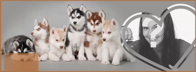 Personalizza il tuo profilo di Facebook con una copertura completa di cucciolo di husky e la tua foto. ..