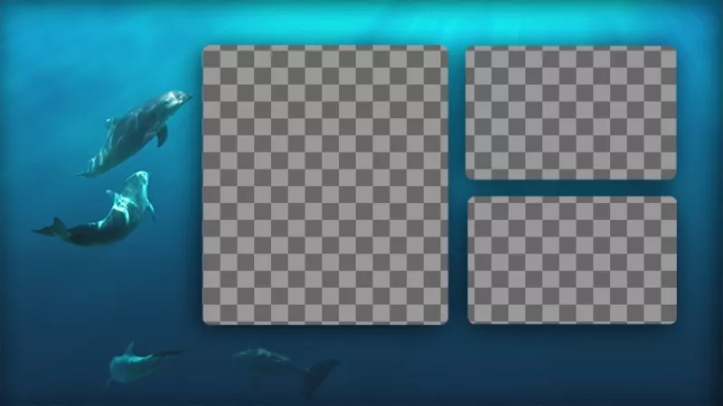 Collage di tre foto con uno sfondo blu con i delfini in..