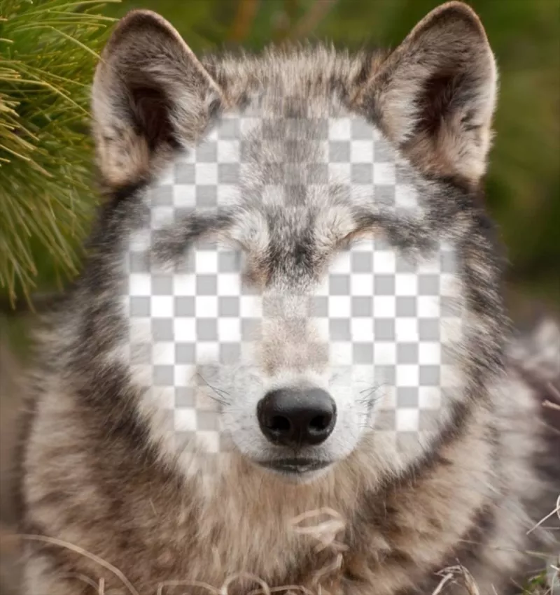 Metti la tua faccia su un lupo con questa foto effetto ..