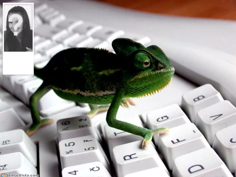 Sfondo per Twitter con unimmagine di un camaleonte in una tastiera. Personalizza con la tua foto sul..
