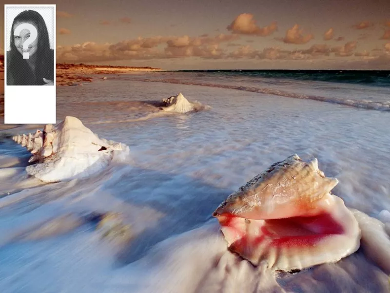 Sfondo per il tuo account Twitter di conchiglie sulla spiaggia. Puoi mettere la tua foto sul..