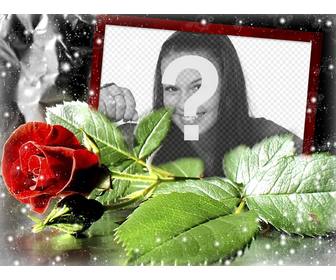 cartolina per amore rosa in cui e possibile mettere tua foto