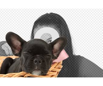 aggiungi questo cucciolo bulldog nero alle immagini e personalizzarli il testo