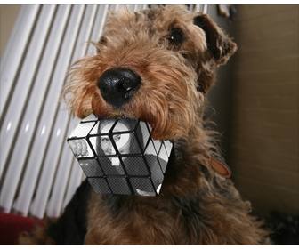 fotomontaggio cubo di rubik morso da un cane carica foto e fare questo effetto