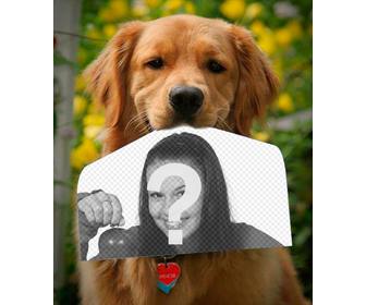 fotomontaggio un cane in possesso di fotografia il naso in un divertente questo golden retriever