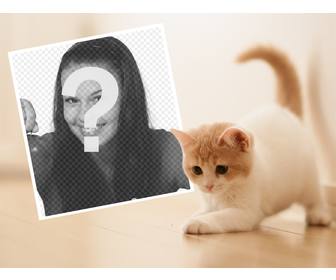 effetto foto un simpatico gattino per caricare vostra foto preferita