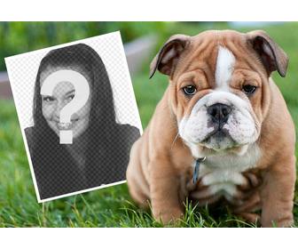 effetto in linea un bulldog inglese in cui e possibile aggiungere il