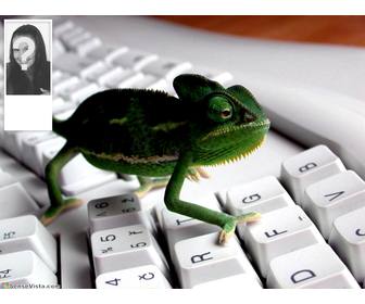 sfondo per twitter unimmagine di un camaleonte in tastiera personalizza tua foto sul lato