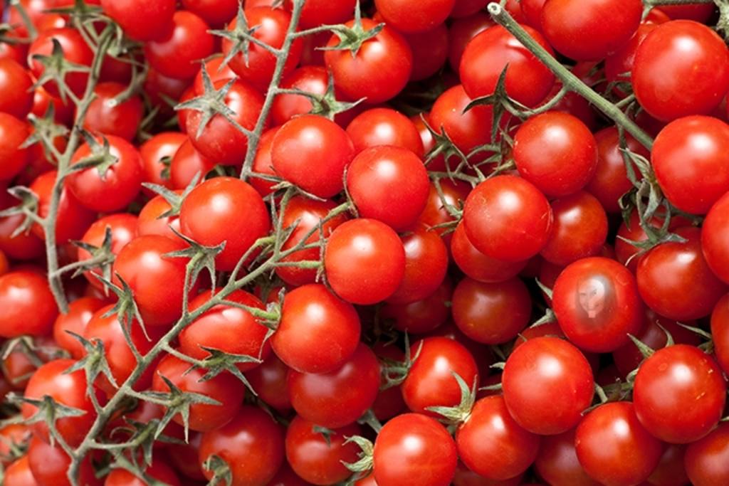 Gioco educativo in cui si inserisce un'immagine in un pomodoro per i bambini di imparare a mangiare le verdure in modo..