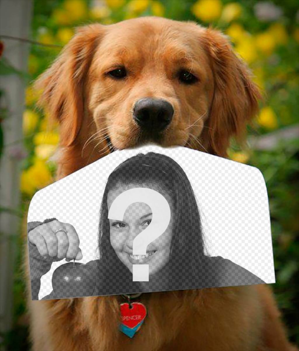Fotomontaggio con un cane in possesso di una fotografia con il naso in un modo divertente. Questo golden retriever ..