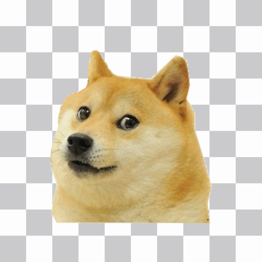 Adesivo del doge meme ..