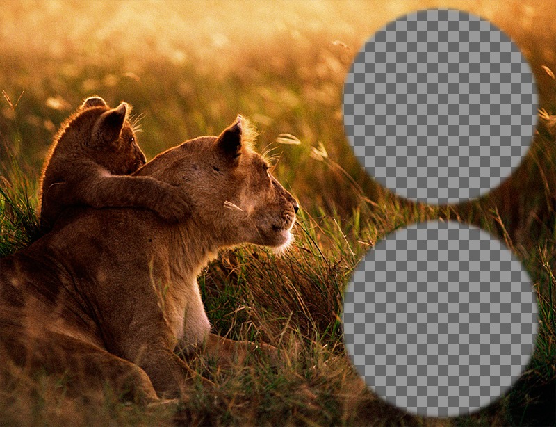 Collage di due foto con una leonessa e il suo cucciolo. ..
